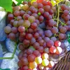 Canadice Weinrebe, kernlose Amateur-Dessertsorte mit Produktbild-Vorschau 2