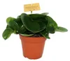 Peperomia 3er Set Náhled obrázku produktu 4