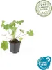 Geranium macr. 'Ingwersen's Var.' - Bodendecker - Produktbild-Vorschau 4
