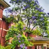 Jacaranda Mimosifolia - 10 ks semen - Rychlerostoucí - Náhled obrázku produktu 6
