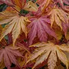 A close-up view of Japanese maple leaves in autumn colors. Produktbild-Vorschau