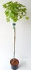 Acer platanoides Globosum, Kugelahorn, Ahorn Hochstamm, Produktbild-Vorschau 2