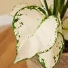 1x Aglaonema White Joy P12 H25 Produktbild-Vorschau 6
