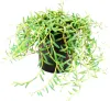 Senecio hallianus - Curio hallianus v 12 cm kvetináči Náhľad obrázku produktu 1