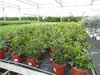 Erdbeerbaum | 50 cm | Arbutus unedo | veredelt |  | Produktbild-Vorschau 5