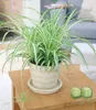 BALDUR Garten Chlorophytum Variegatum, 1 Pflanze, Produktbild-Vorschau 1