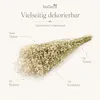 Schleierkraut getrocknet im Bund 50-60cm Gypsophila Produktbild-Vorschau 2