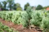 Pinus parviflora 'Glauca', Japanische Kiefer, blau-grün, Produktbild-Vorschau 6