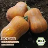 Samenliebe  Kürbis Samen | Honeynut - süß & mini - Produktbild-Vorschau 4