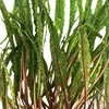 Mutterpflanze Aquariumpflanze Cryptocoryne Balansae Nr.309B Produktbild-Vorschau 3