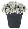Prosperplast Blumentopf - Kunststoff - grau - D14 x H12 cm Produktbild-Vorschau 5