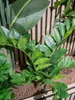 Europalms Zamifolia Kunstpflanze 70cm 82600153 Náhľad obrázku produktu 6