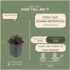 Plants by Frank | 48 Stachelnuss Pflanzen | Acaena Produktbild-Vorschau 4