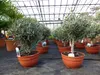 Olivenbaum Bonsai Formgehölz, Olive winterhart, Olea Produktbild-Vorschau 3