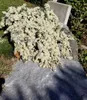 BALDUR Garten 1x Winterharter Bodendecker Steinaster Produktbild-Vorschau 3