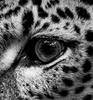Zaunbanner Leopard grau Sichtschutz Garten Zaun Produktbild-Vorschau 3