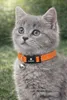 Flamingo chaton collier Elza orange Voir les images du produit 1