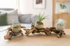 OmniPlants  OmniPlants Dekowurzel mit Paranussschale – Produktbild-Vorschau 5