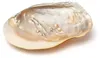 Mother Of Pearl Mušle s perlami -- sada 2 ks - 15-16 cm Náhled obrázku produktu 1
