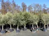 6x Olivenbaum Olive "20 Jahre" 180 - 220 cm, beste Produktbild-Vorschau 2