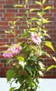 Garteneibisch Hibiscus Syriacus - Woodbridge mit rot / Produktbild-Vorschau 3