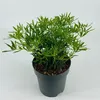 A small potted plant with green foliage. Voir les images du produit