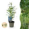 Bambou Fargesia Blue Dragon, 12 plants, Ø14cm, hauteur Voir les images du produit 2