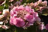 Hydrangea 'Teller Pink' (roze/rose) - Hortensias en Voir les images du produit 3