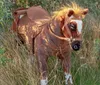 Happy People Cowboypferd mit Sound; 58937 Produktbild-Vorschau 9