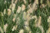 Stauden Gänge 1 x Pennisetum alopecuroides 'Little Bunny' Produktbild-Vorschau 4