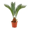 Cycas Revoluta 55 cm – Sagopalme / Japanische Sagopalme – Produktbild-Vorschau 1