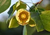 SAFLAX  - Tulipier de Virginie - 20 graines - Liriodendron Voir les images du produit 7