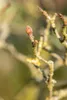 Cornus kousa 'Wieting's Select', Japanischer Produktbild-Vorschau 7