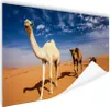 MuchoWow® Poster Kamel in Dahnaa 120x80 cm - Bilder Produktbild-Vorschau 1