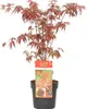 Bloomique - Acer Palmatum Atropurpureum - Klon palmowy - Podgląd zdjęcia produktu 1