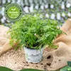 Enseleits 2er Set Gewürztagetes Orange Gem, Tagetes Produktbild-Vorschau 2