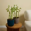 Bloomique - Zestaw 5 sztuk - Dracena Sanderiana - Bambus Podgląd zdjęcia produktu 4