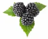 Mora - Rubus fruticosus 'Himalaya' P9 30-35 cm Anteprima dell’immagine prodotto 1