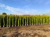 A row of potted cypress trees in a nursery or garden center. Podgląd zdjęcia produktu