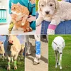 A collage of five images showing different animals wearing self-adhesive bandages on their legs. Produktbild-Vorschau