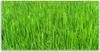 Glasbilder 120x60 Wandbild Druck auf Glas Gras Natur Produktbild-Vorschau 1