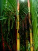 Palmier à rouge à lèvres (Cyrtostachys renda)  - 10 plants Voir les images du produit 5