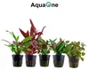 Pflanzen Set für 80l Aquarien mit 10 Topf Aquarium Produktbild-Vorschau 3