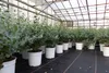 2 Stück Eucalyptus Gunni Gunnii Busch Kugel Eukalyptusbaum, Produktbild-Vorschau 4