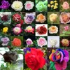 150 X gemischt Stil seltene Pflanzen mehrfarbige Rose Produktbild-Vorschau 2