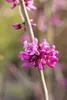 Cercis chinensis 'Avondale', Judasbaum, purpurrosa, 40–60 Produktbild-Vorschau 4