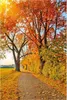 Wallario Poster - Herbstlicher Waldweg mit buntem Laub, Produktbild-Vorschau 1