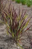 Stauden Gänge 1 x Panicum virgatum 'Nosferatu' im 1 Liter Produktbild-Vorschau 7