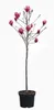 Magnolia soulangiana Genie – Rote Tulpen-Magnolie, Produktbild-Vorschau 2