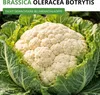 Winterblumenkohl Walcheren Samen - Brassica oleracea Produktbild-Vorschau 2